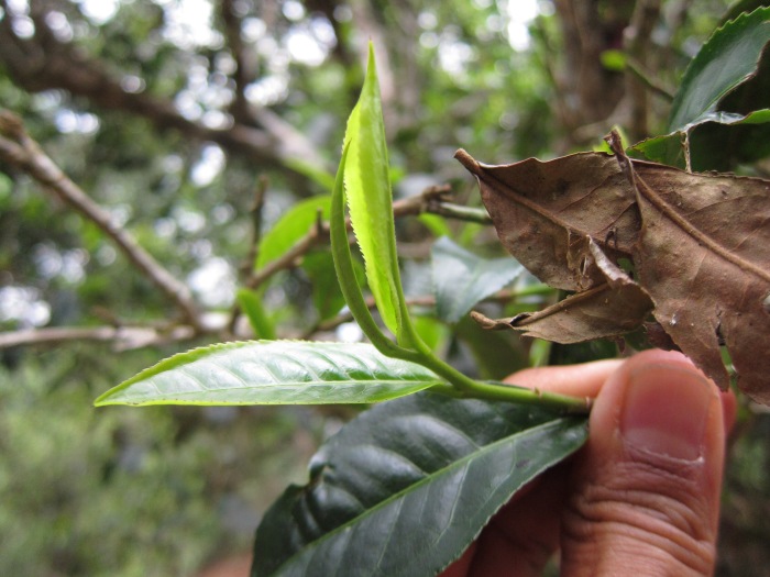 Usually two leaves and a bud are plucked together. 