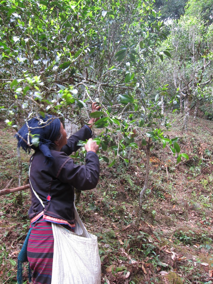 One of the tea pickers let us take her photo.
