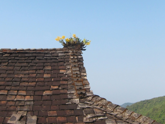 Growing orchids on the roof of this village home.