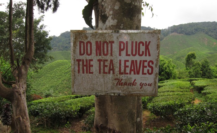 Cameron Highlands, Malaysia