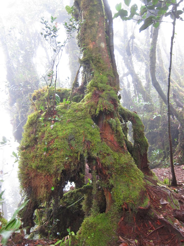 Mossy Forest.