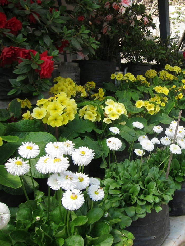 Flowers in front of village home at Happy Valley Tea Estate.