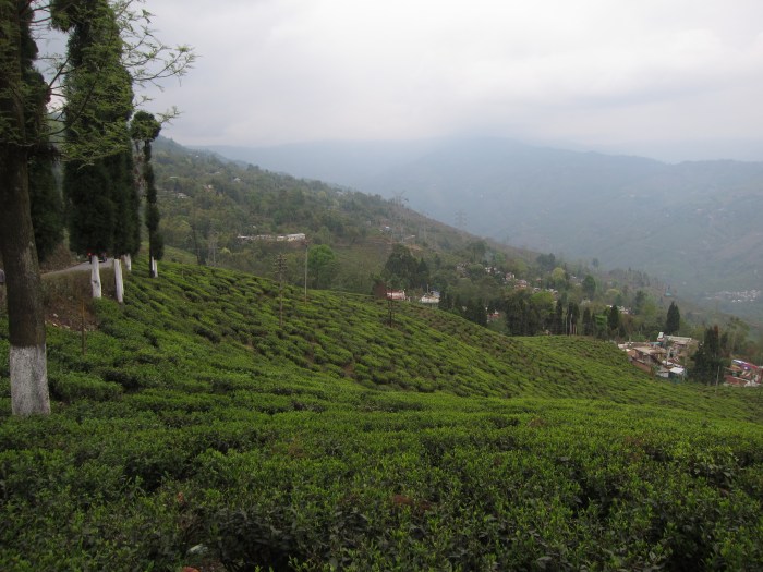 Thurbo Tea Estate, Mirik, Darjeeling District.
