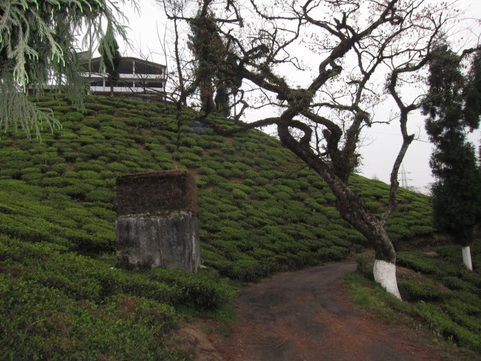 Thurbo Tea Factory.