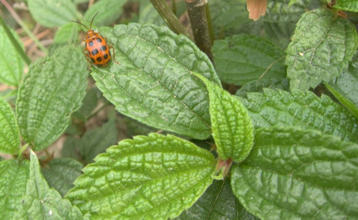 Makaibari: Organic, Biodynamic&nbsp;Tea