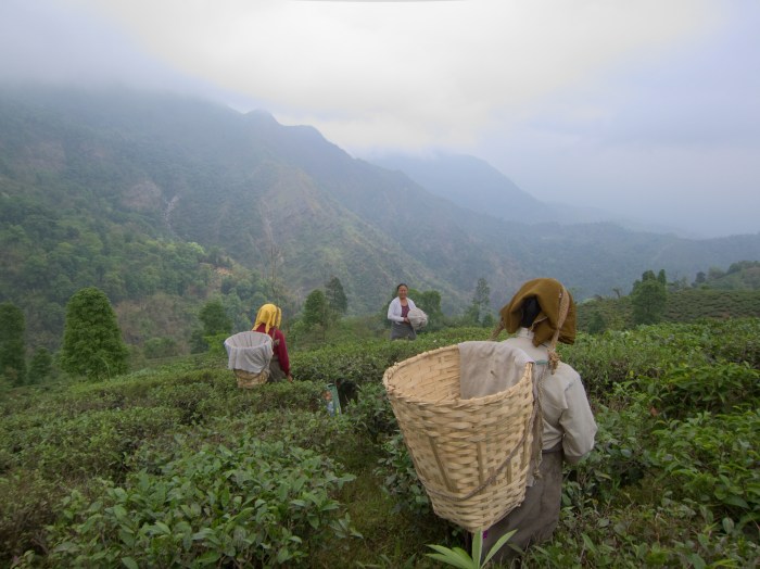 Tea Pluckers, Makaibari Tea Estate.