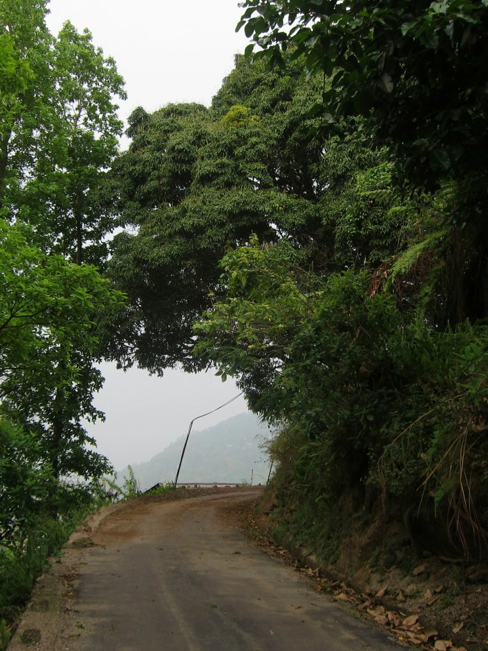 Mango tree overhanging the road.